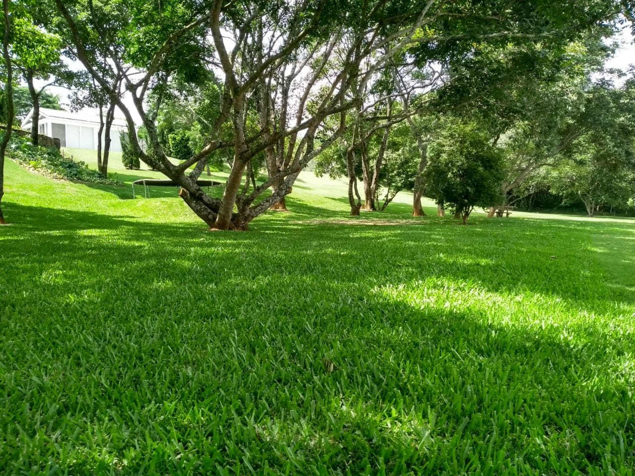 Grama Preta: Usos Decorativos e Cuidados em Áreas Sombreadas