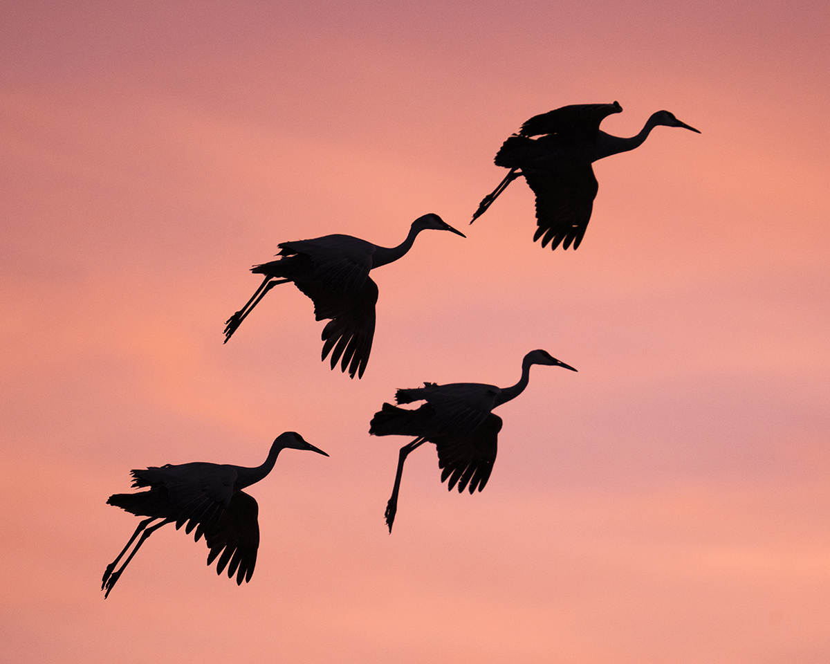 Pink Robin: A Ave Australiana de Plumagem Rosa Vibrante