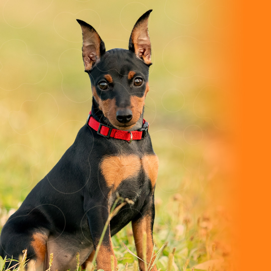 Pinscher 0