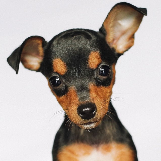 Pinscher 1