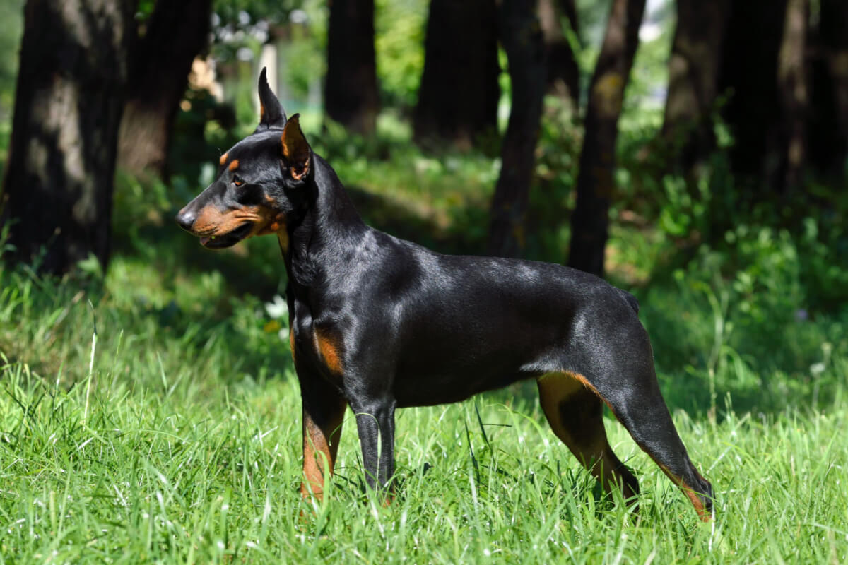 Pinscher 2