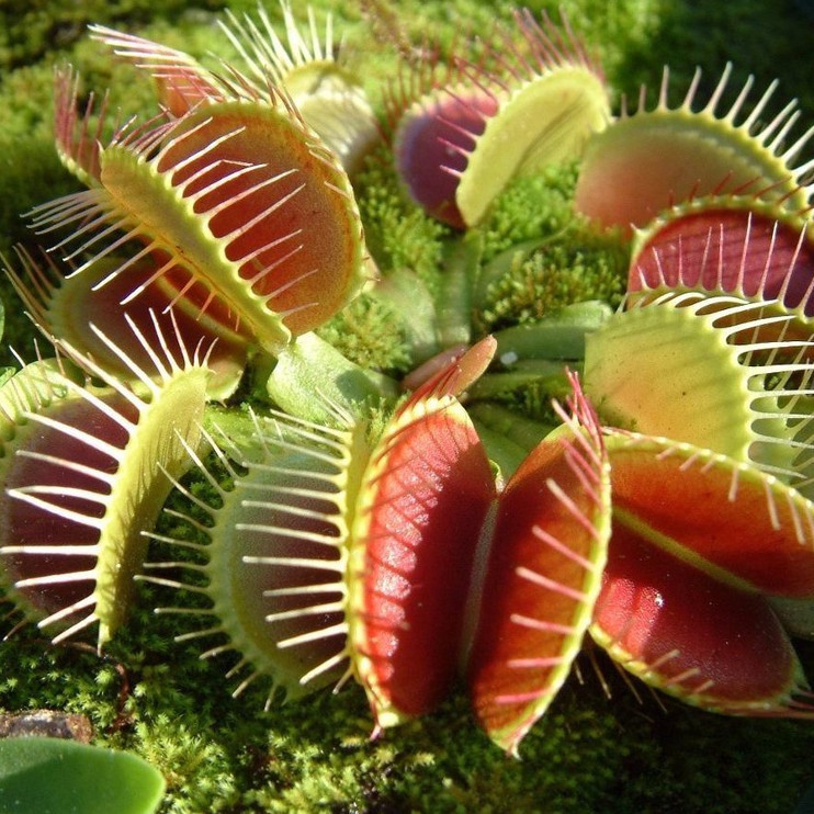 como cultivar plantas carnívoras em casa