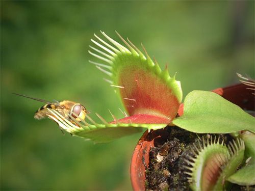 cuidados com plantas carnívoras