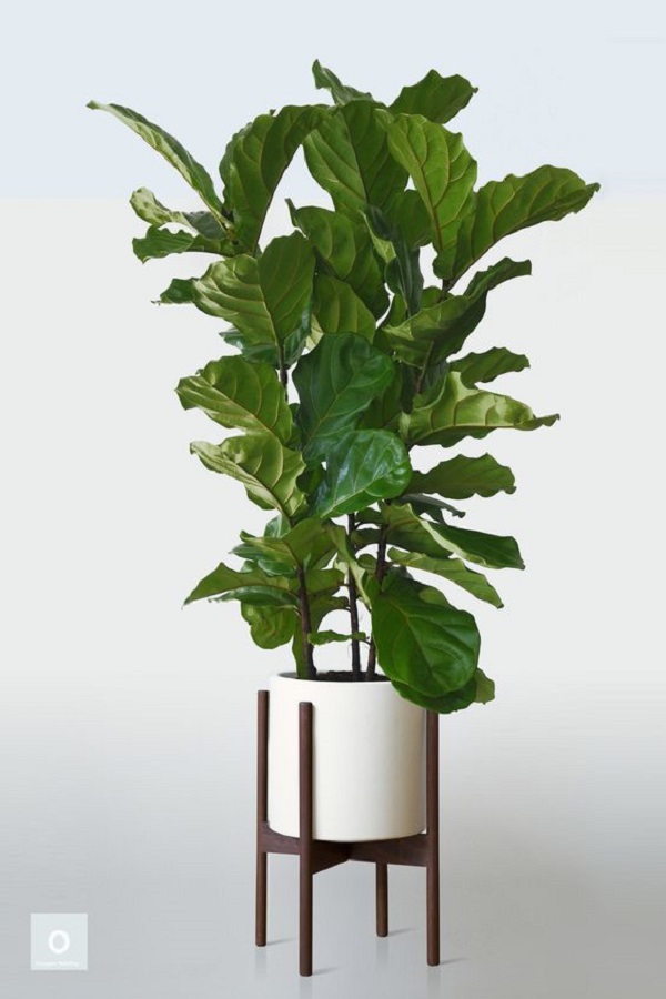 Planta folhagem para interior