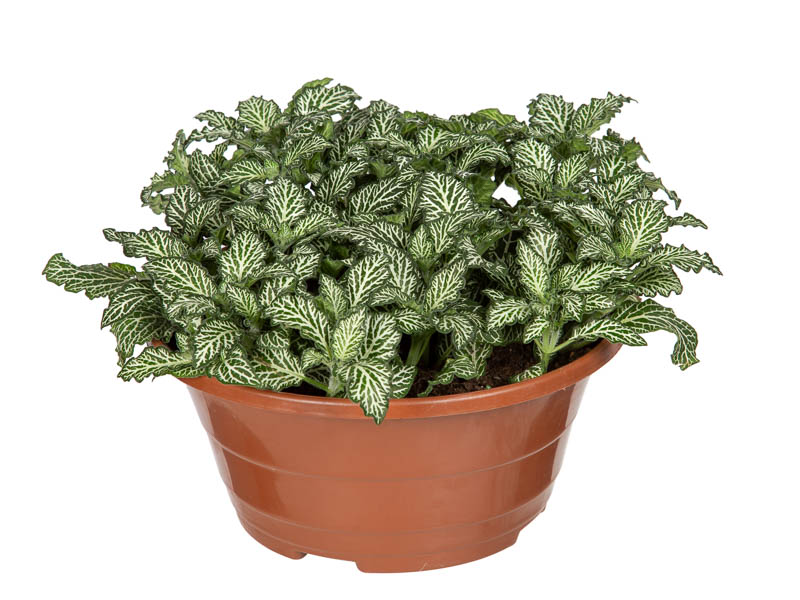 Planta folhagem colorida