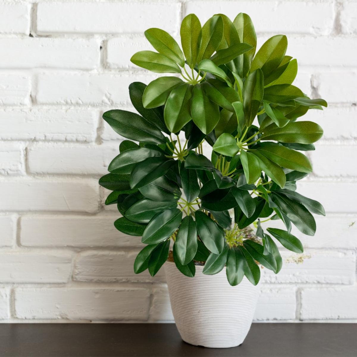 Planta folhagem para interior