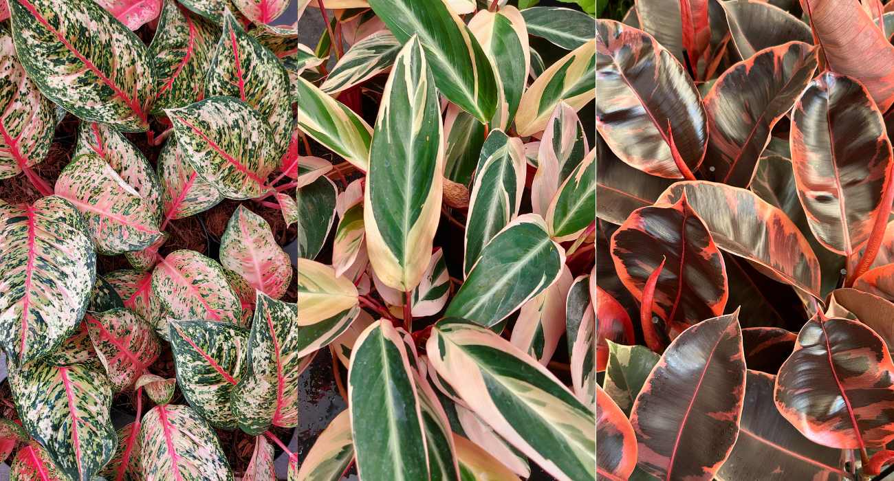 Planta folhagem pendente