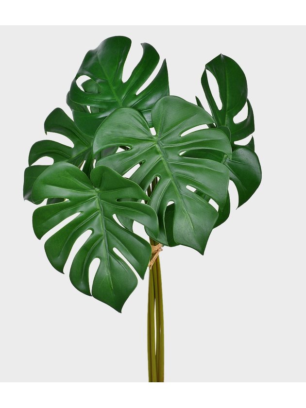 Planta folhagem grande