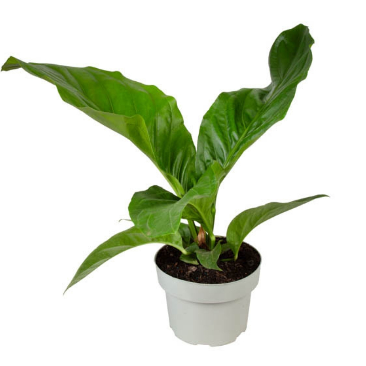 Planta folhagem de sombra