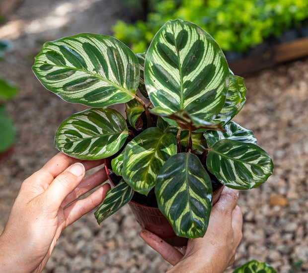 Planta folhagem para jardim externo