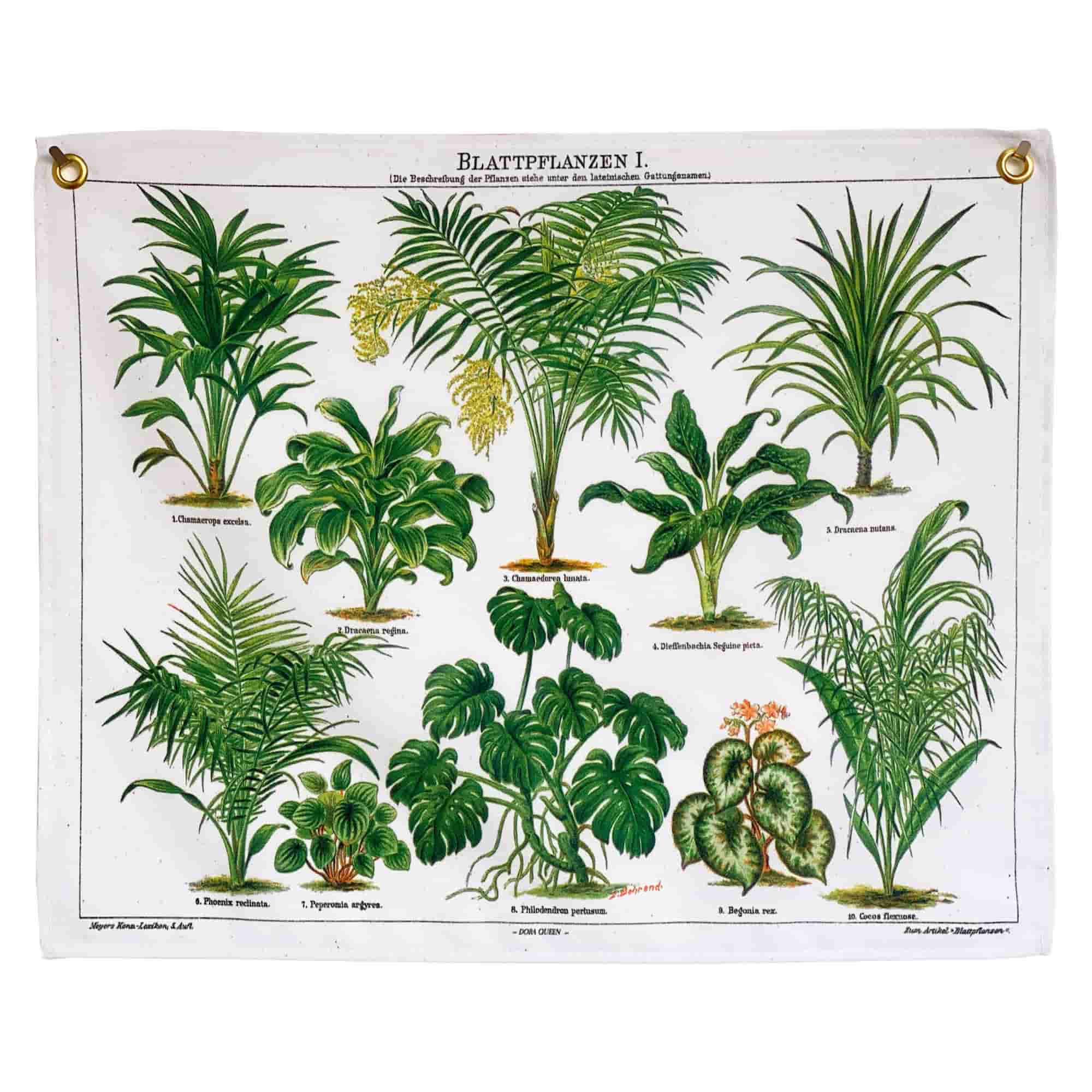 Plantas com folhas bonitas