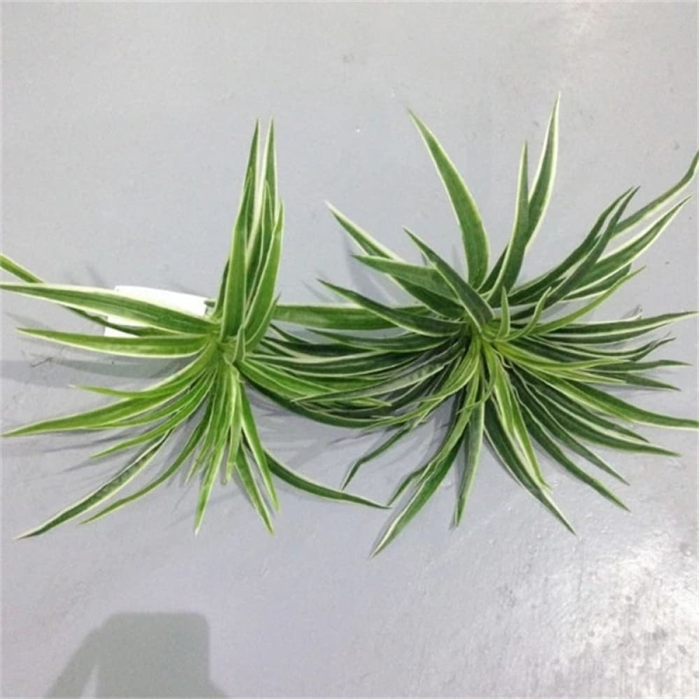 Urban Jungle plantas