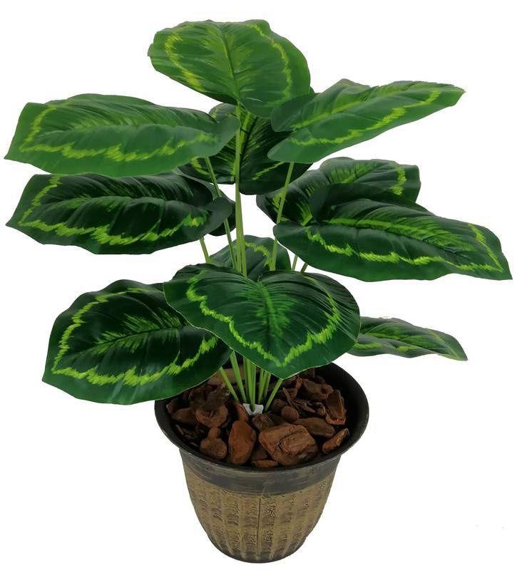 Plantas fáceis de cuidar folhagem