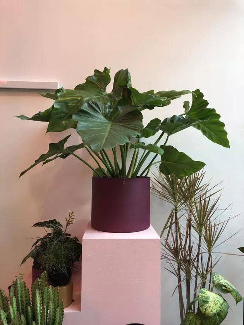 Planta folhagem pendente