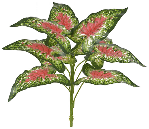 Planta folhagem colorida
