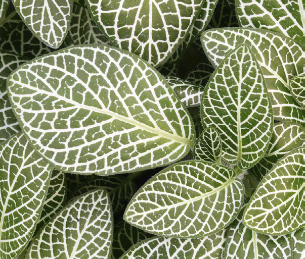 Planta folhagem pendente