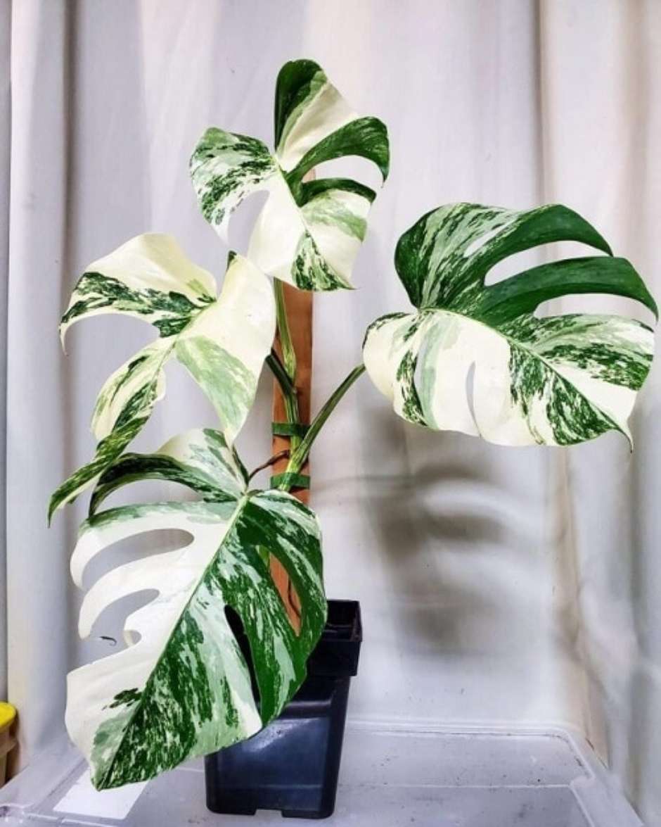 Planta folhagem grande