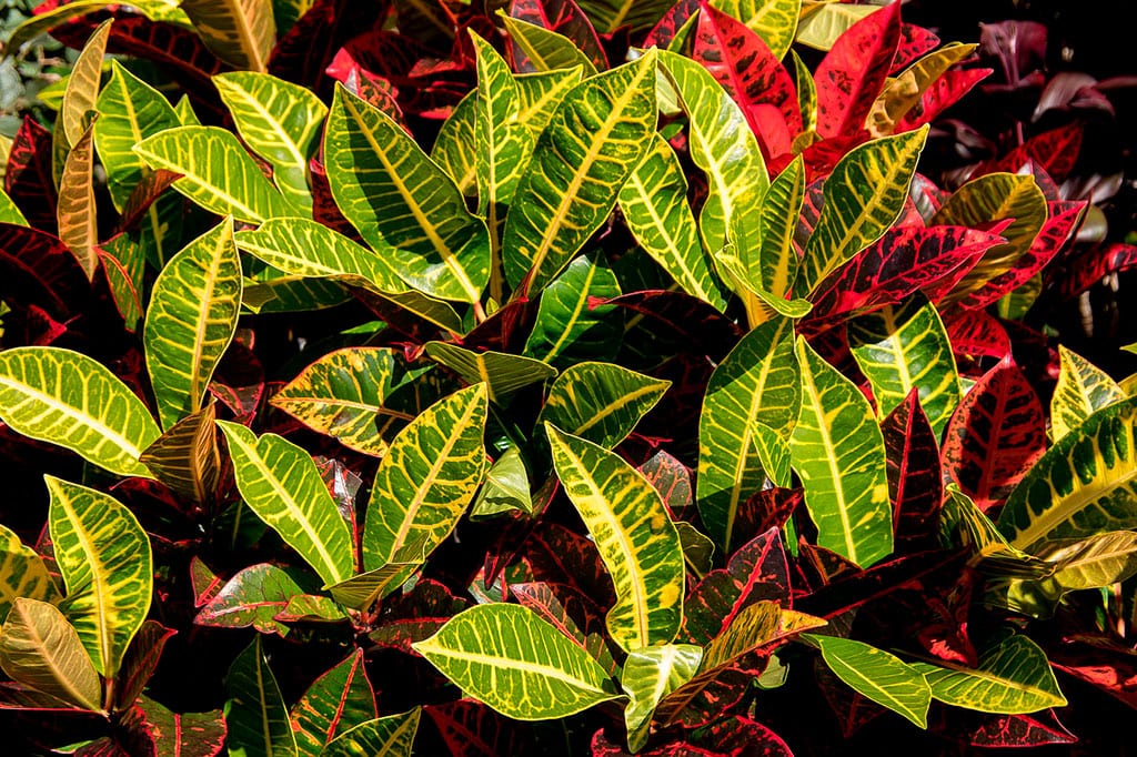 Planta folhagem de sombra