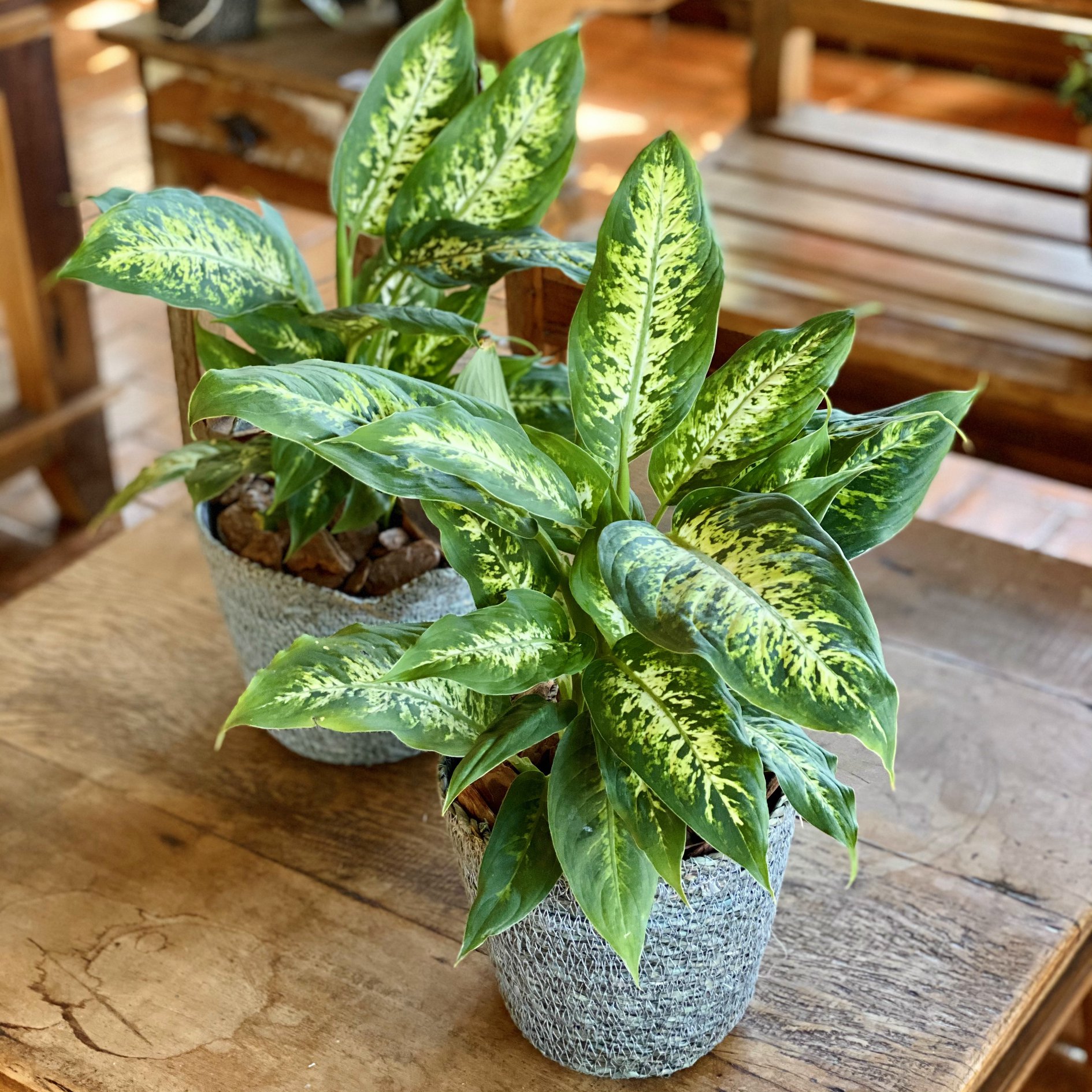 Plantas com folhas bonitas