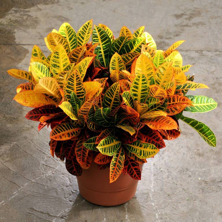 Urban Jungle plantas