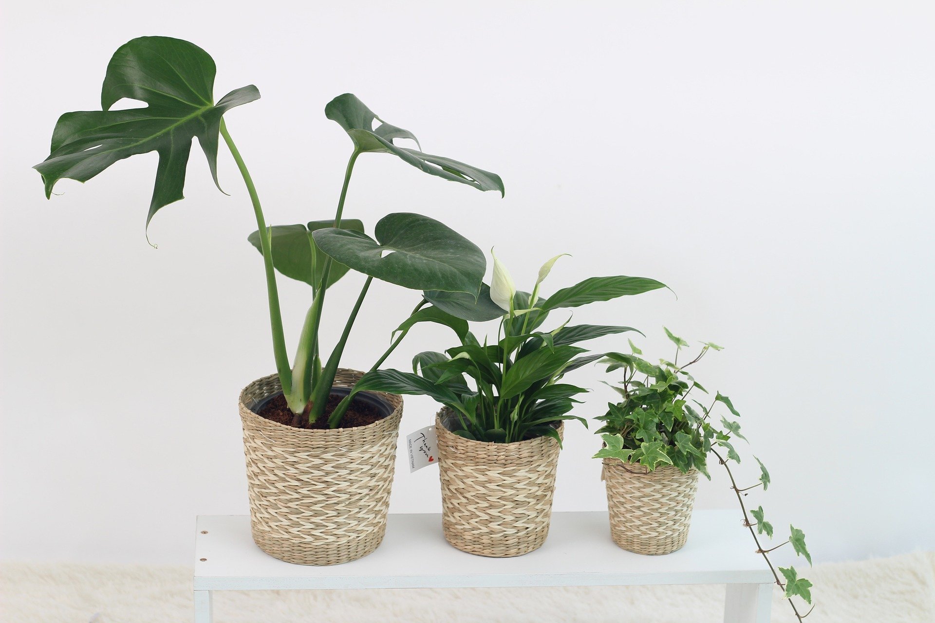 Plantas fáceis de cuidar folhagem