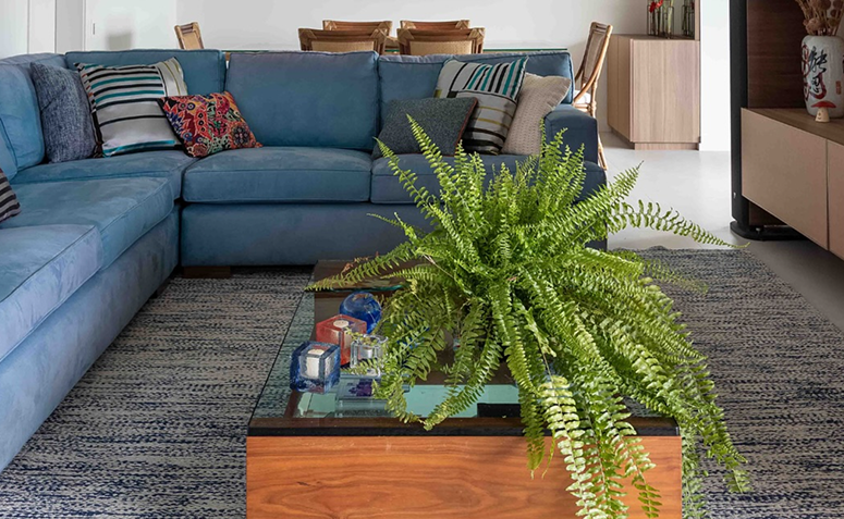 planta para decoração de sala