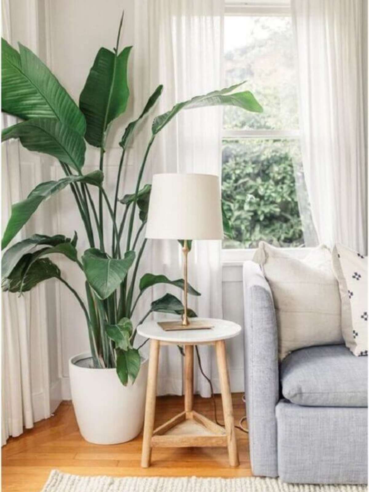 planta para decoração de sala
