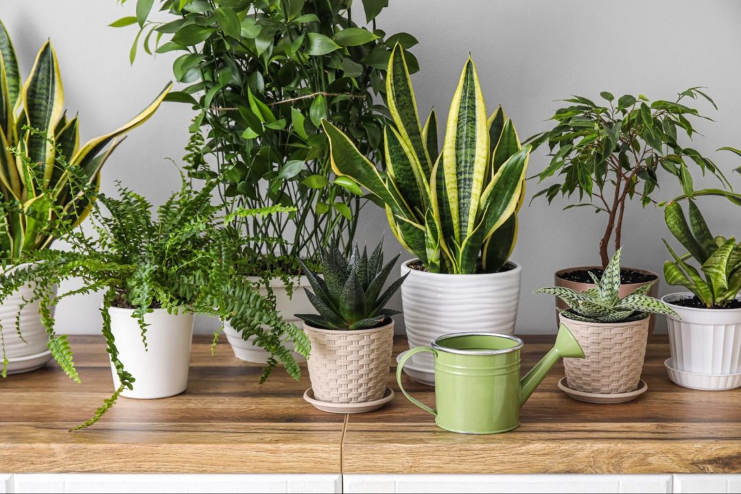 plantas de interior para sala vs plantas de exterior