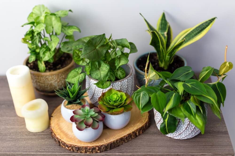 plantas artificial para decoração