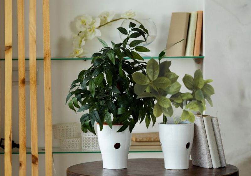 plantas artificiais vs plantas naturais qual a melhor escolha