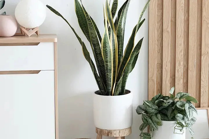 plantas artificial para decoração