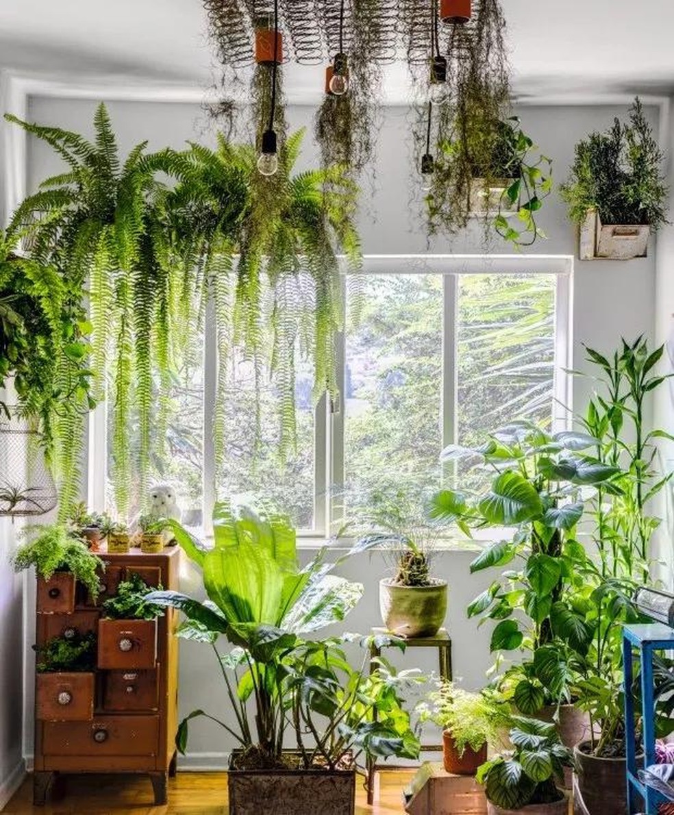 plantas decoração
