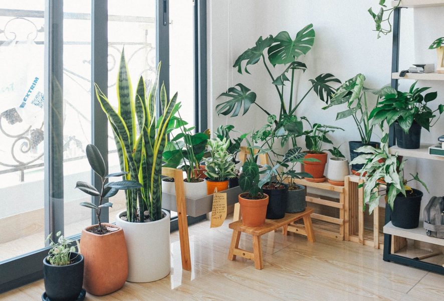melhores plantas para decorar sala