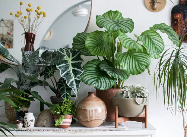 melhores plantas para decorar sala