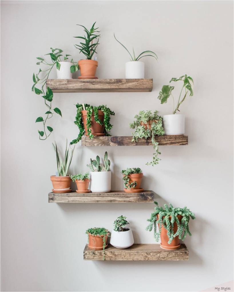 plantas de decoração que morrem fácil