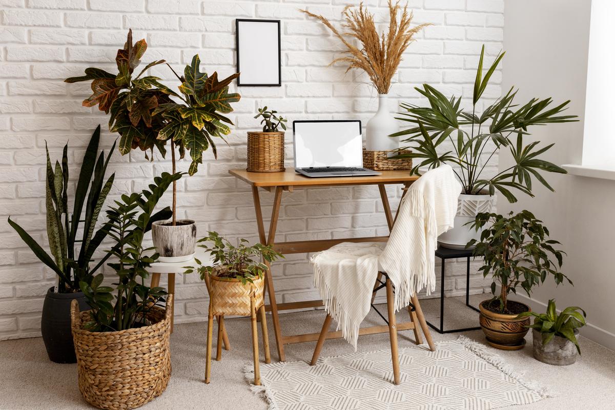 plantas de decoração que morrem fácil