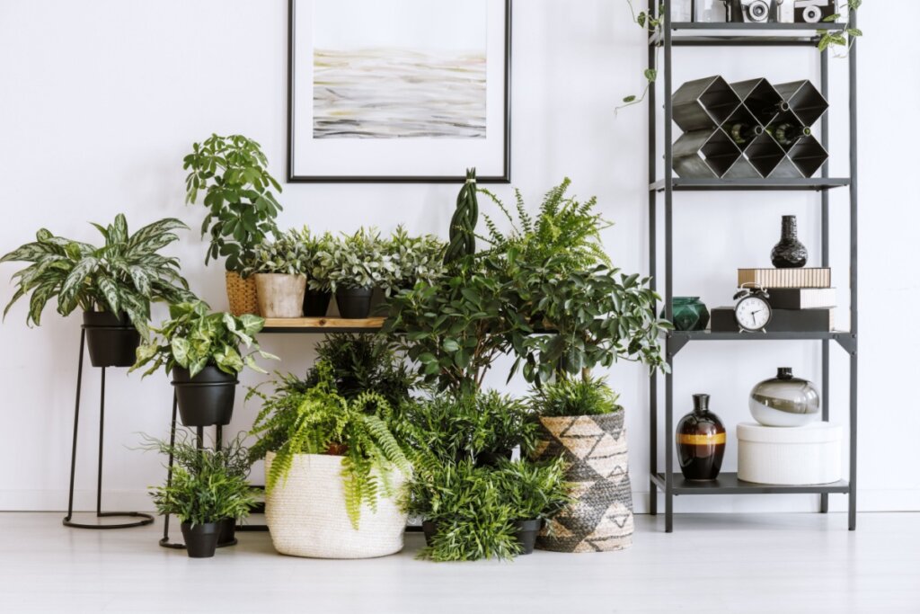 plantas baratas para decoração de interiores