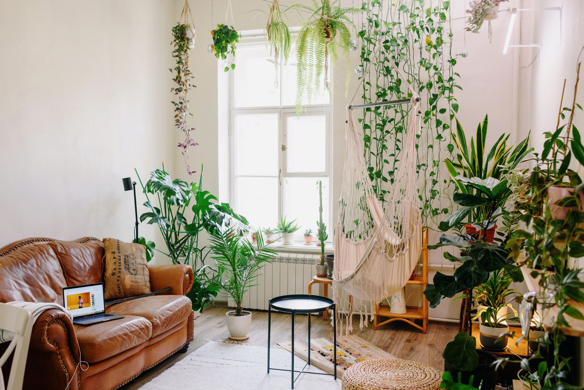 plantas para sala com pouca luz