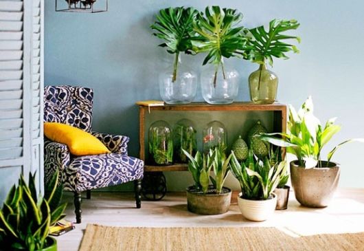 plantas fáceis de cuidar na sala