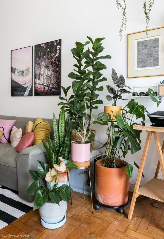 plantas pendentes para sala