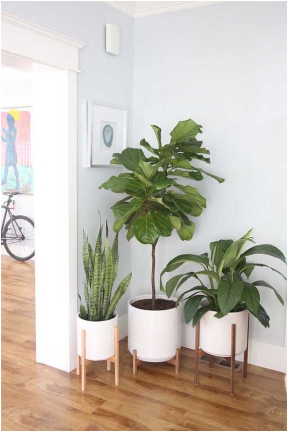 plantas pendentes para sala