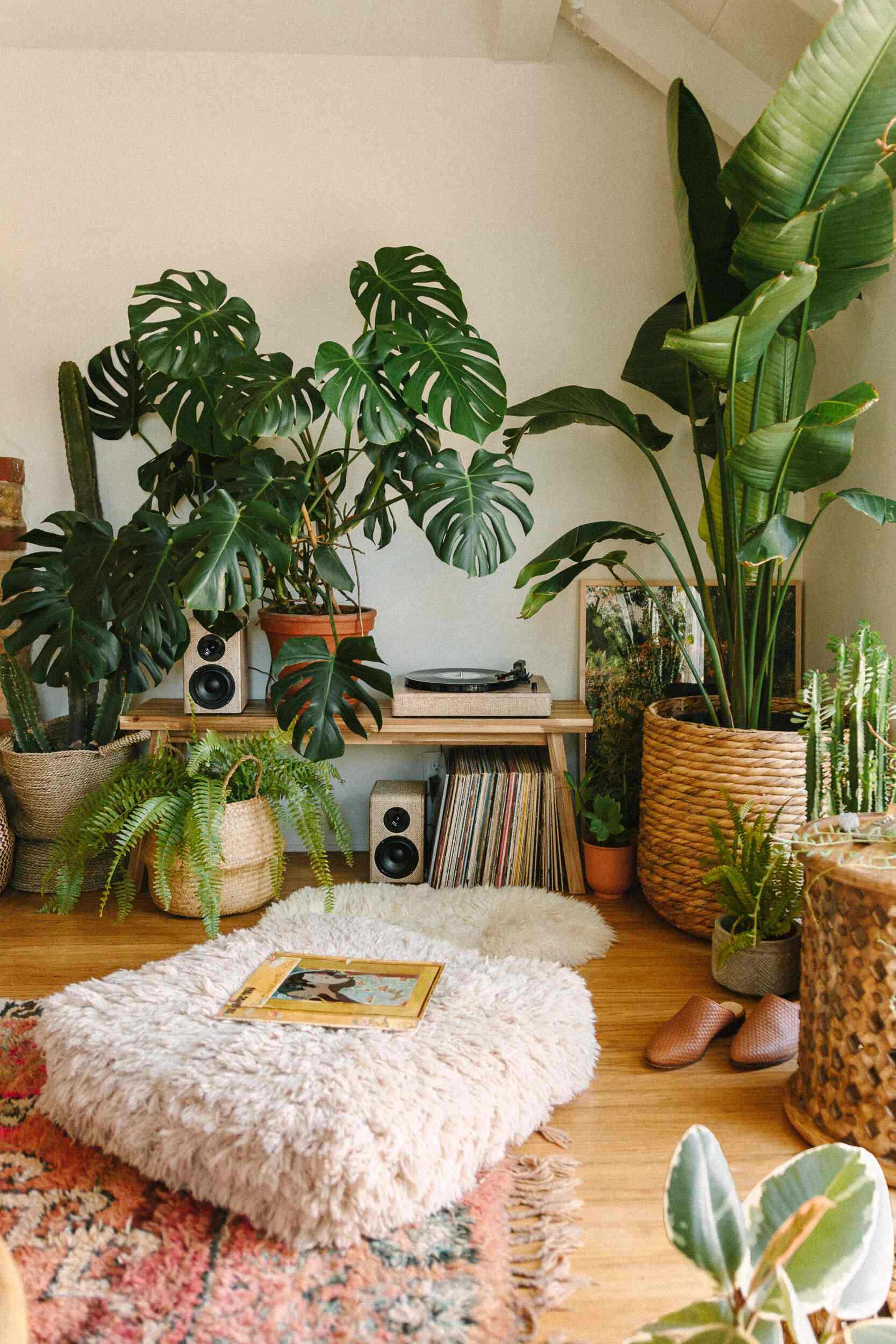 plantas fáceis de cuidar na sala