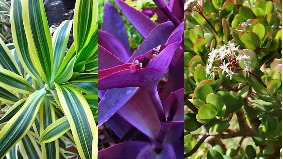 plantas resistentes ao calor e sol