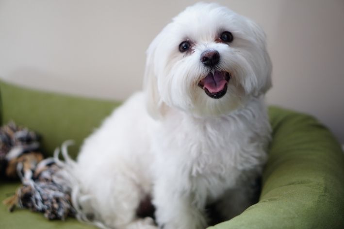 Guia Completo de Cuidados com o Pelo do Maltês: Dicas para Manter a Tosa Bebê; Tosa Higiênica em Maltês: O Que É e Como Fazer em Casa; Comparativo: Tosa na Tesoura vs. Tosa na Máquina para Maltês Bebê; Maltês Filhote: Tudo Sobre a Pelagem e a Primeira Tosa; Benefícios da Tosa Bebê para o Conforto e Saúde do seu Maltês