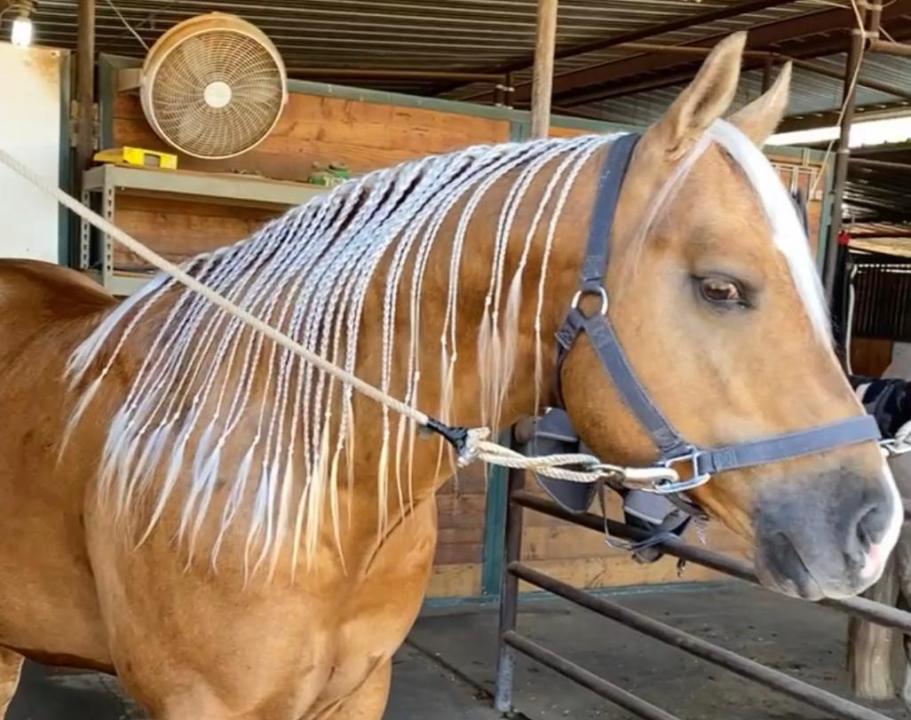 trança embutida para cavalos