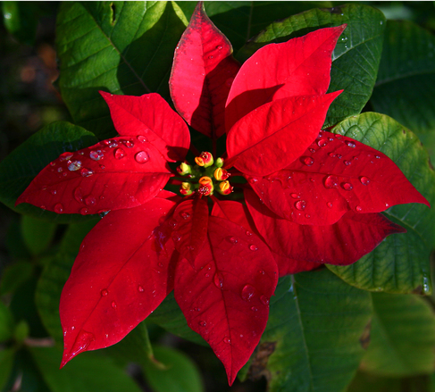 rosa no natal amor e afeto