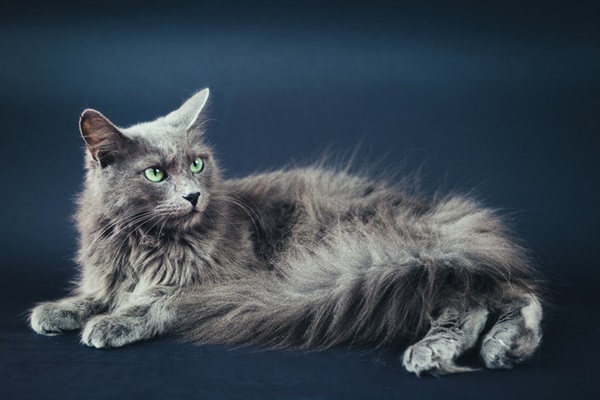 Gato Angorá Turco cinza