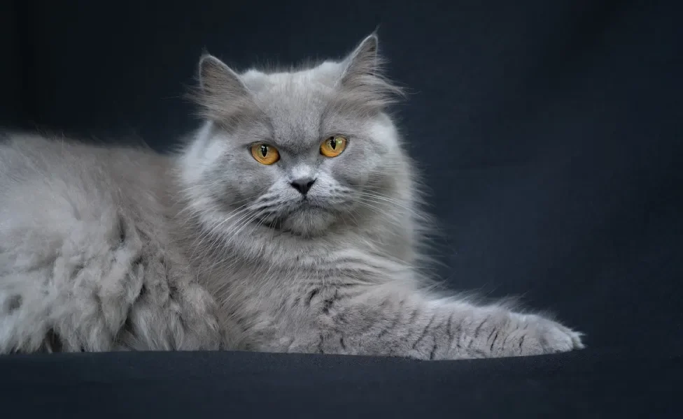 Gato cinza de pelo longo
