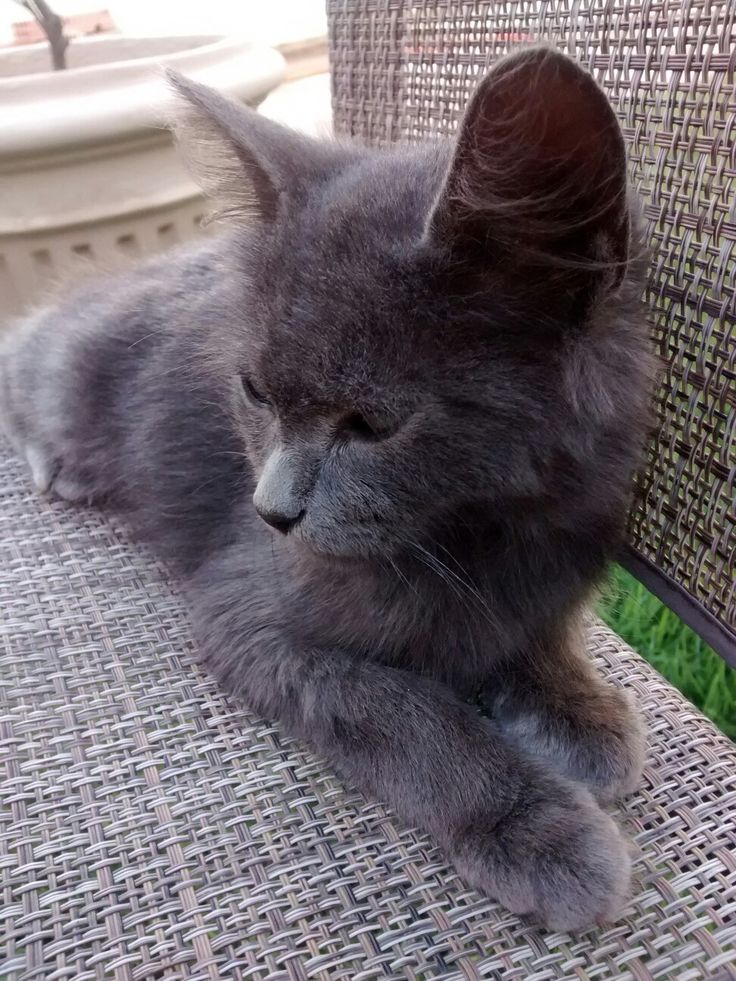 Gato Angorá Turco cinza