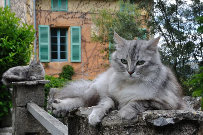 Gato cinza de pelo longo